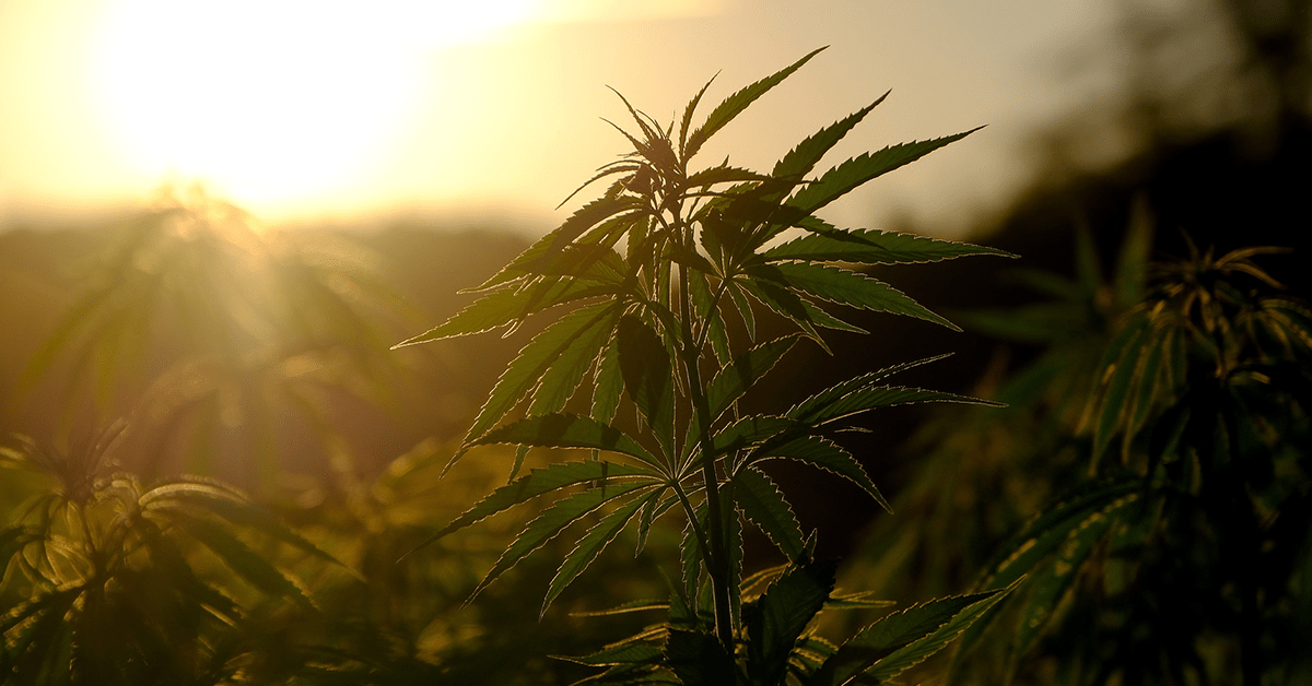Making the Most Out of Cannabis Business Social Network